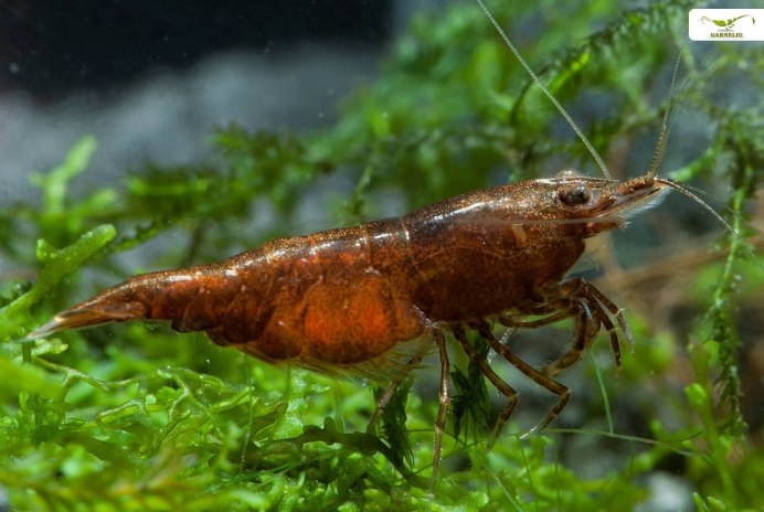 Замороженные морепродукты