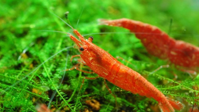 Креветка Арлекин Пресноводная