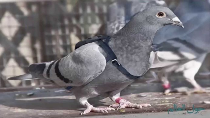Молуккский Какаду Cacatua moluccensis