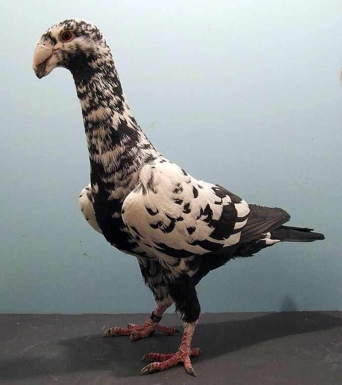 Pigeon Breeds