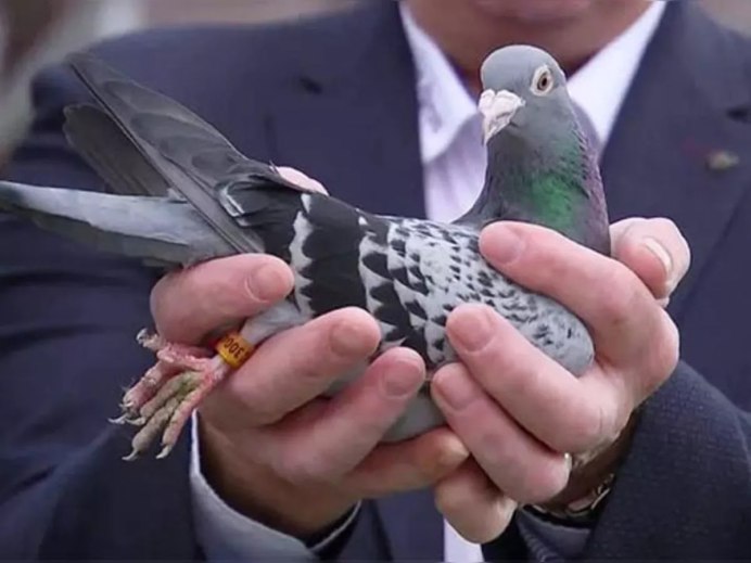 Дорогие голуби