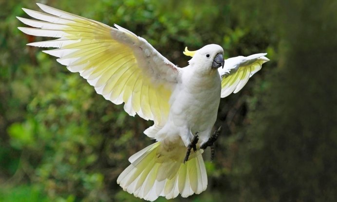 Малый желтохохлый Какаду – Cacatua sulphurea