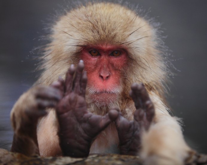 Macaca Sylvanus