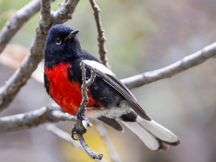 Коричневая птичка с красной грудкой