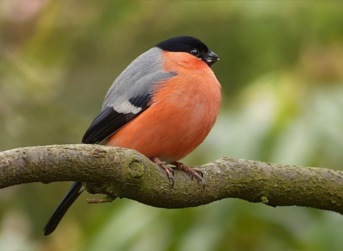 Робин Странствующий Дрозд