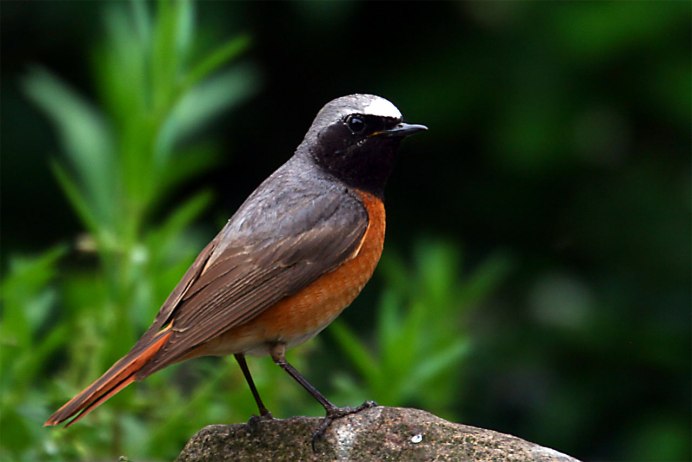 Певчая птичка с красной грудкой