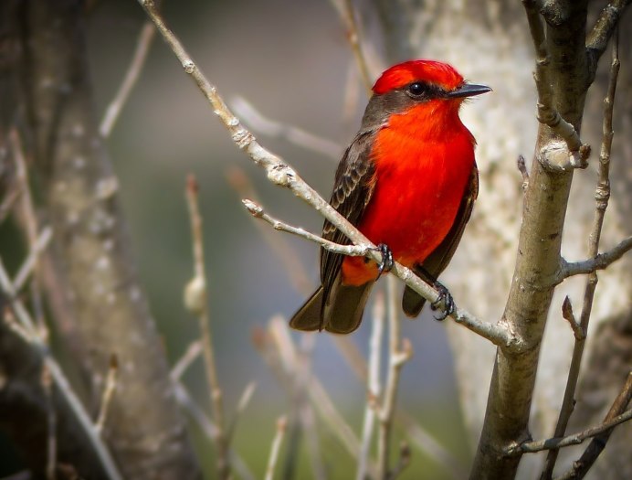 Странствующий Дрозд (turdus migratorius)