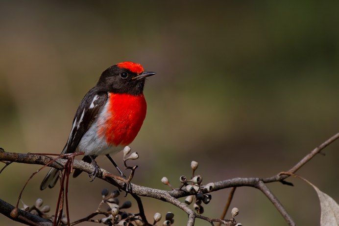 Красногрудая Малиновка Маргарет