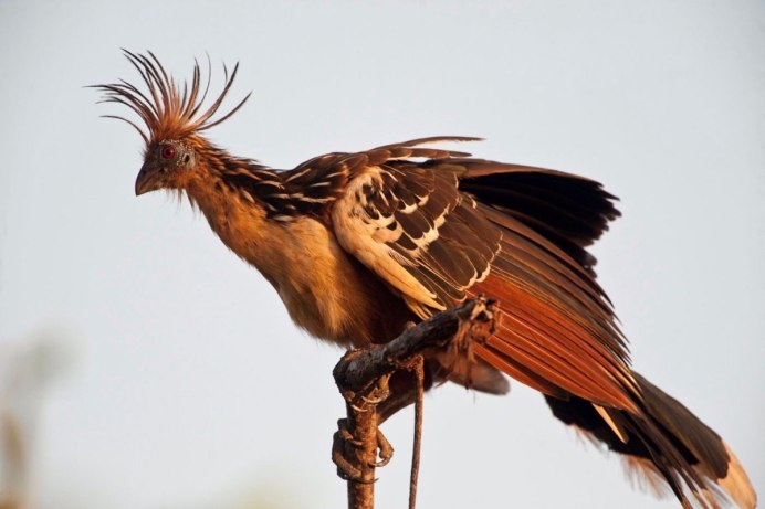 Птичка Kingfisher