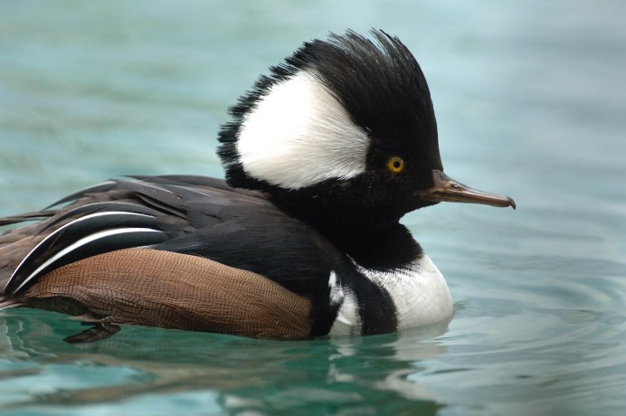 Atlantic Puffin птица