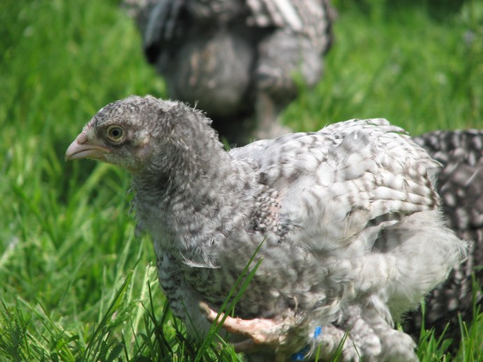 Мехеленская Кукушка цыплята