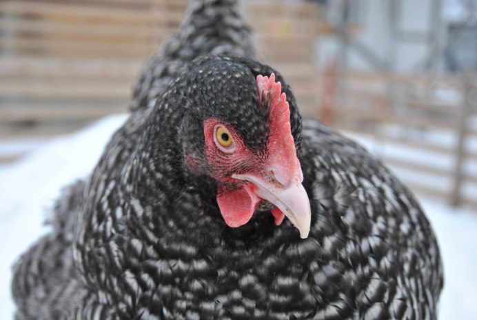 Мехеленская Кукушка цыплята