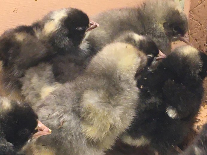 Доминант Маран цыплята