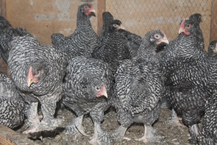 Мехеленская Кукушка суточные цыплята