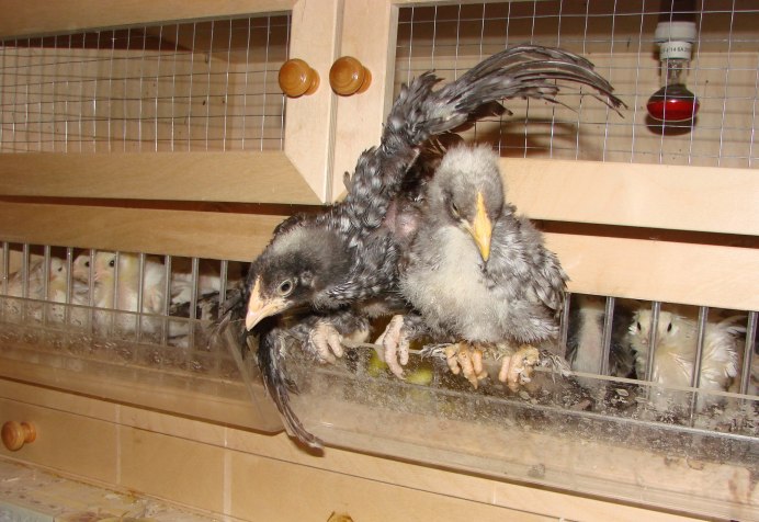 Малин Мехеленская Кукушка