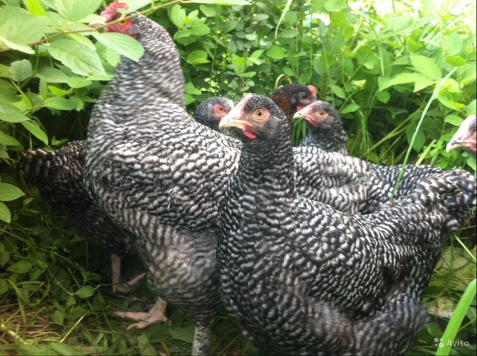 Клюв цыпленка