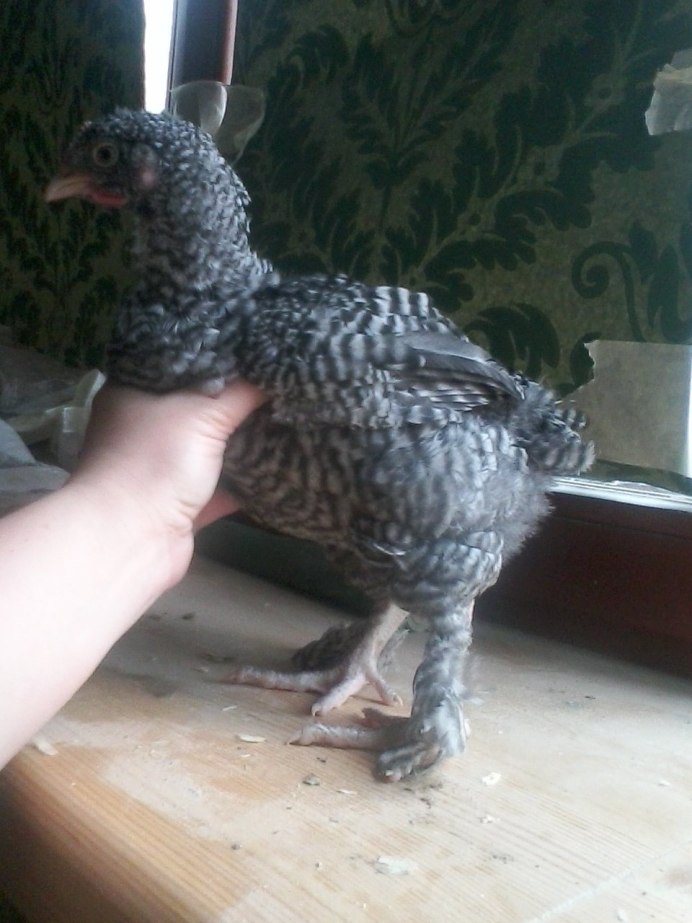 Куры Мехеленская Кукушка