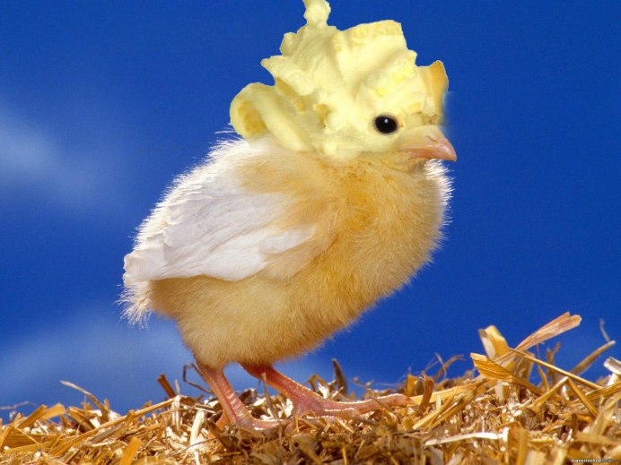 Домашние птенцы