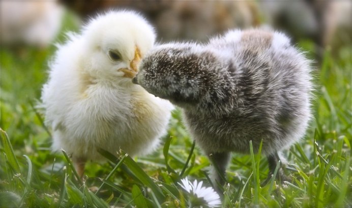 Мехеленская Кукушка