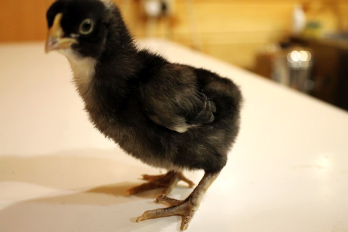 Черный цыпленок