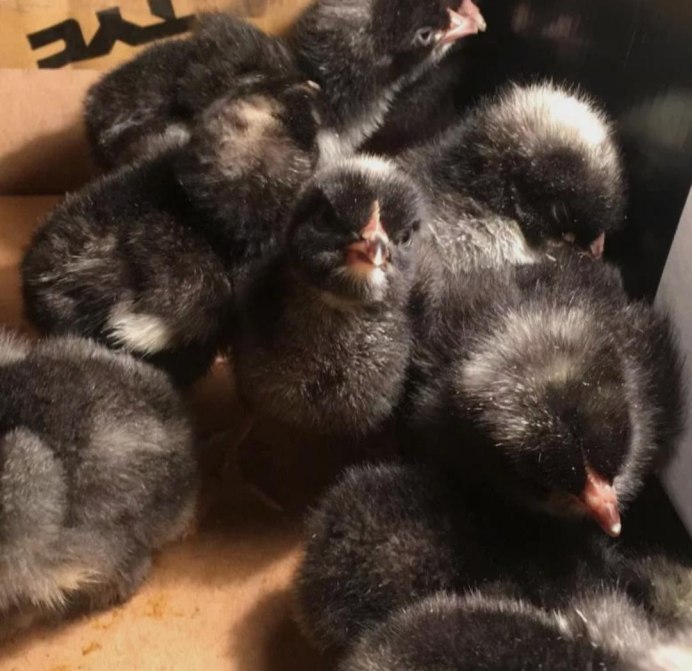 Хохлатая Мадагаскарская Кукушка птенец