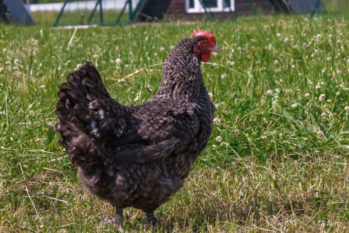 Желторотик птица птенец