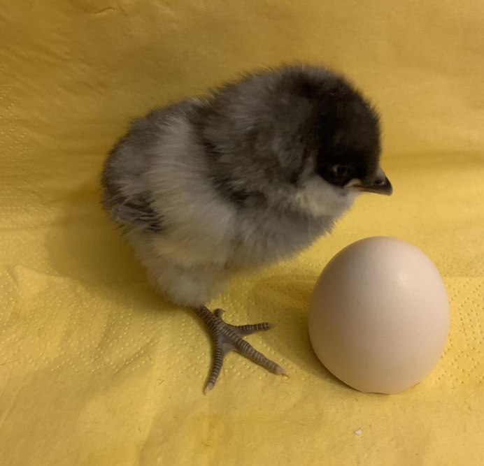 Цыплята Амераукана