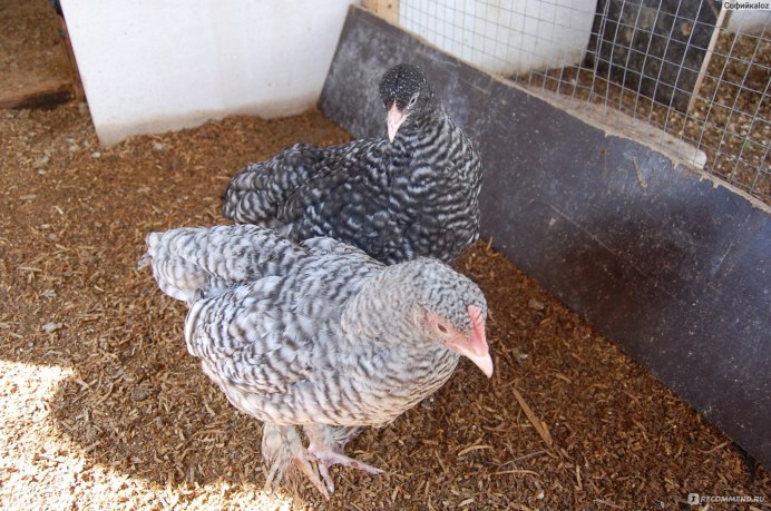 Птенец кукушки новорожденный