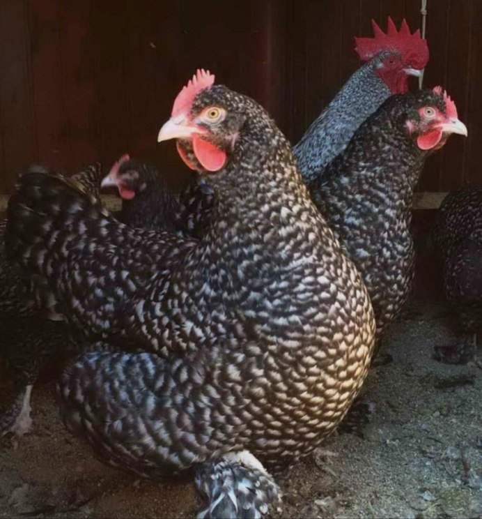 Птенец конька