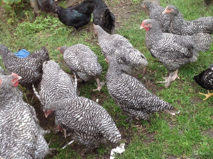 Мехеленская Кукушка порода