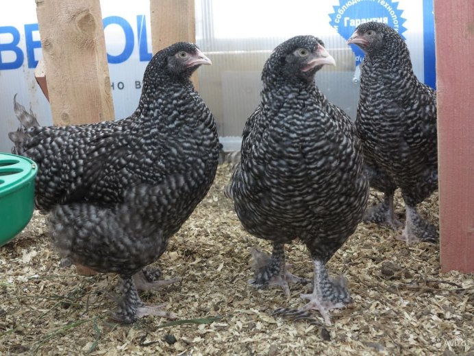 Куры несушки Кукушка