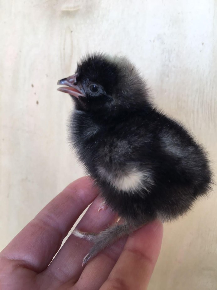 Птенец кукушки слеток