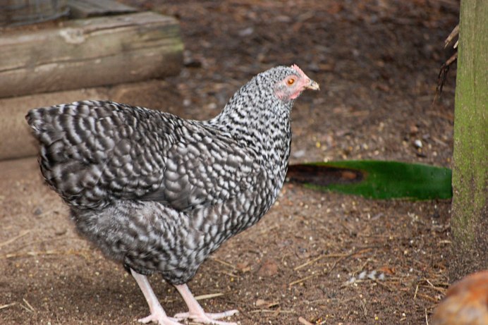 Птенец галки