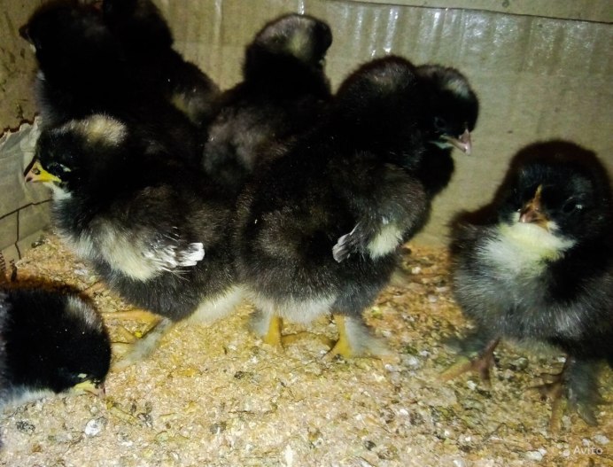 Мехеленская Кукушка суточные цыплята