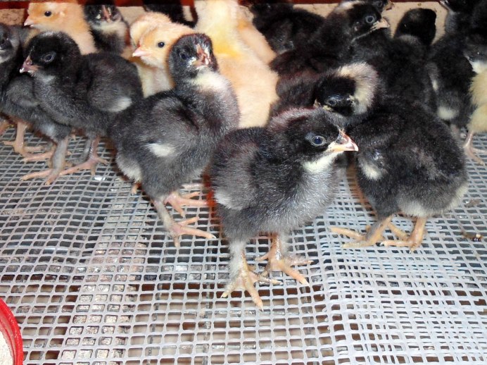 Мехеленская Кукушка цыплята