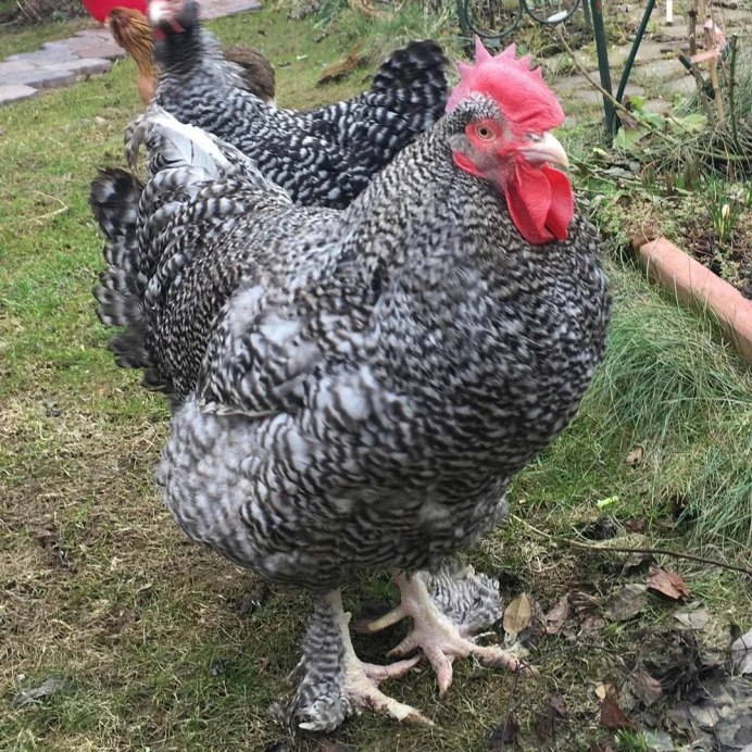 Птенцы в гнезде