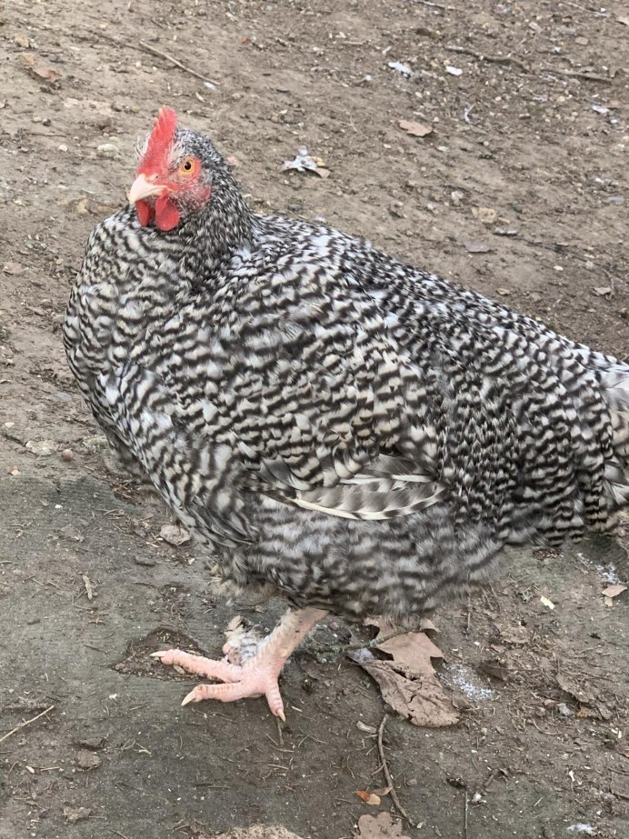 Слеток черного дрозда