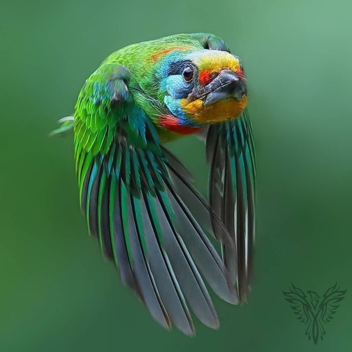 Веерного попугая (Deroptyus accipitrinus)