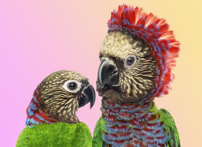 Red-Fan Parrot