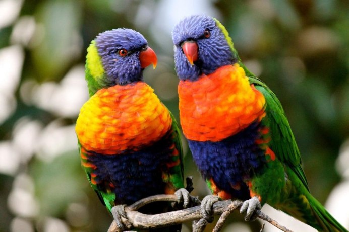 Sammy – Red-Fan Parrot