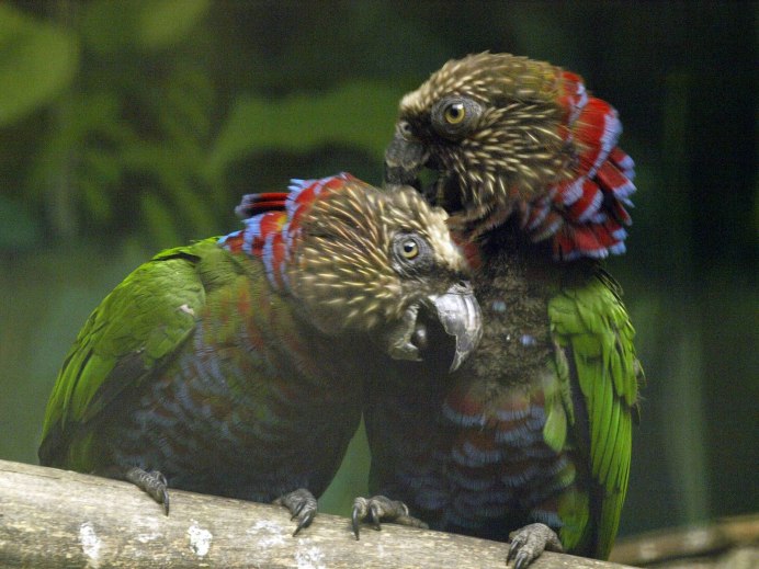 Hawk_headed Parrot