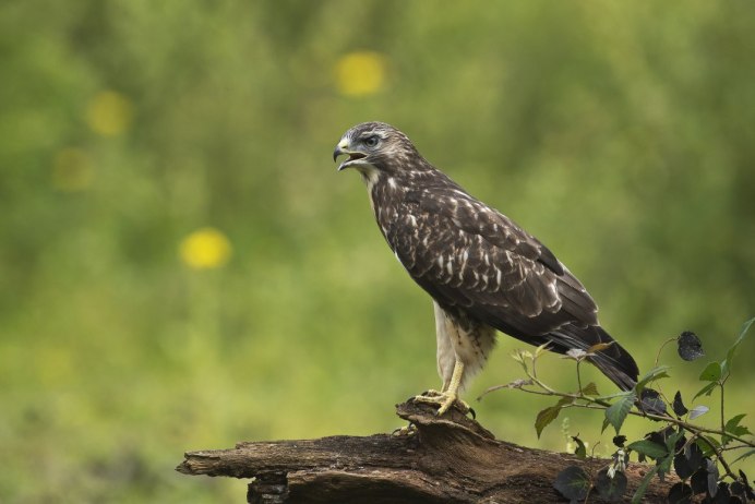 Обыкновенный канюк Buteo Buteo