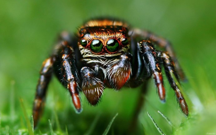 Леопардовый паук-Павлин (Maratus pardus), Австралия