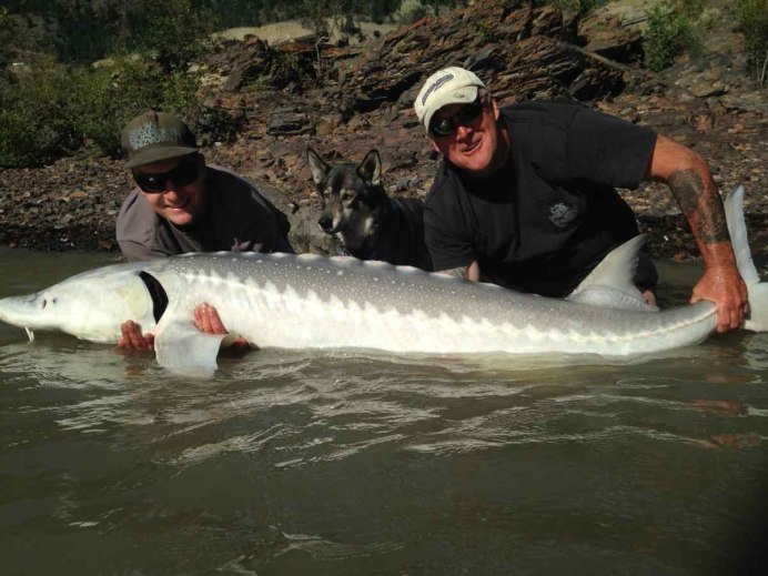 Белуха Delphinapterus leucas