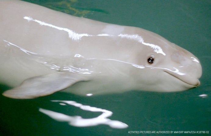 Белая Белуга альбинос