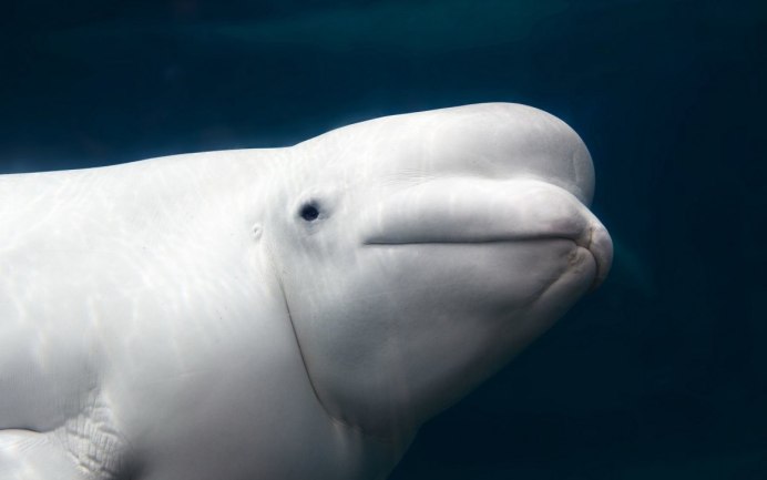 Рыба Белуга альбинос