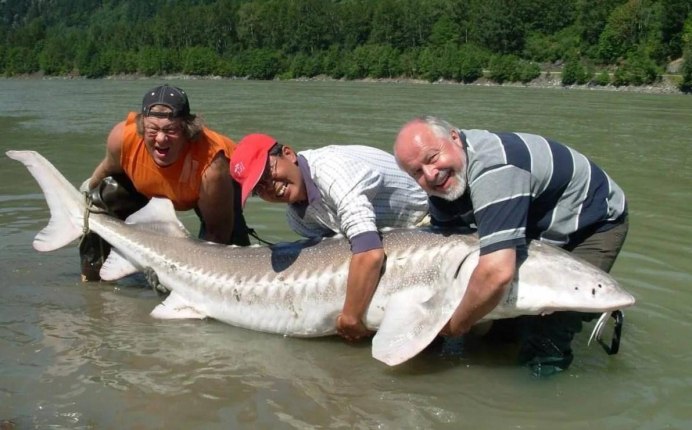 Белый Дельфин Белуха