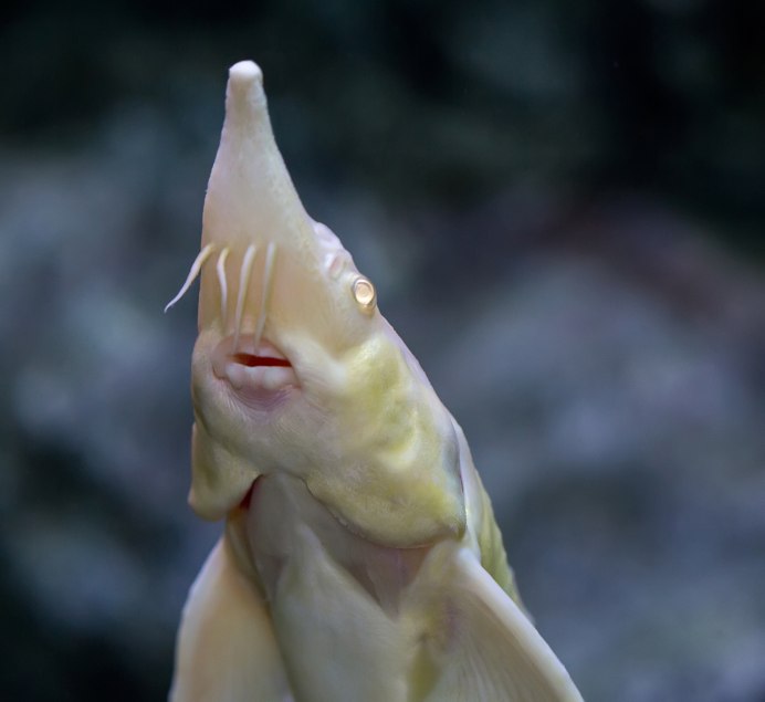 Дельфин альбинос и Белуга