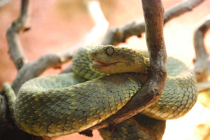 Кустарниковая гадюка (Atheris