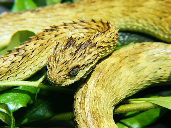 Chrysopelea Paradisi змея
